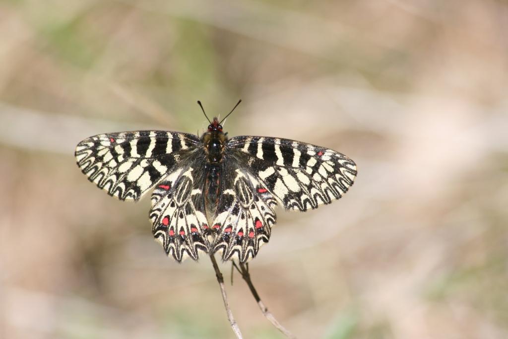 La meravigliosa fauna del Carso Triestino